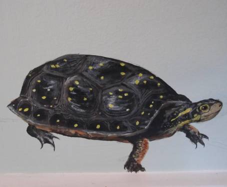 Small paintings on the wall of a natural science museum: spotted turtle