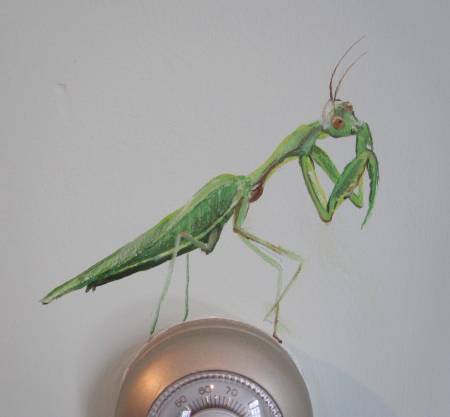 Small paintings on the wall of a natural science museum: praying mantis