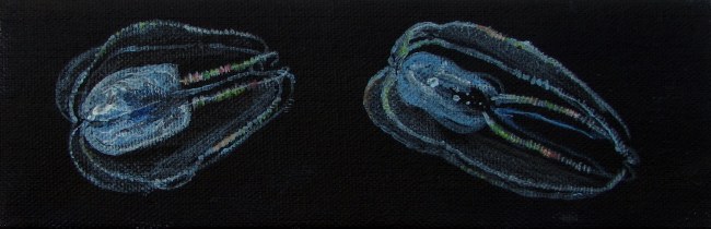 When I lived in Massachusetts, these perfectly harmless comb jellyfish were a common sight in the waters near my home. Although so clear as to be almost invisible in daylight, the light reflecting off of their cilia made ever-changing rainbow patterns.