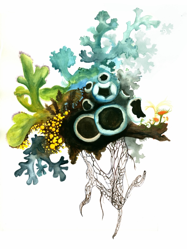 lichen landscape by Rachel Rasfeld (600x800)