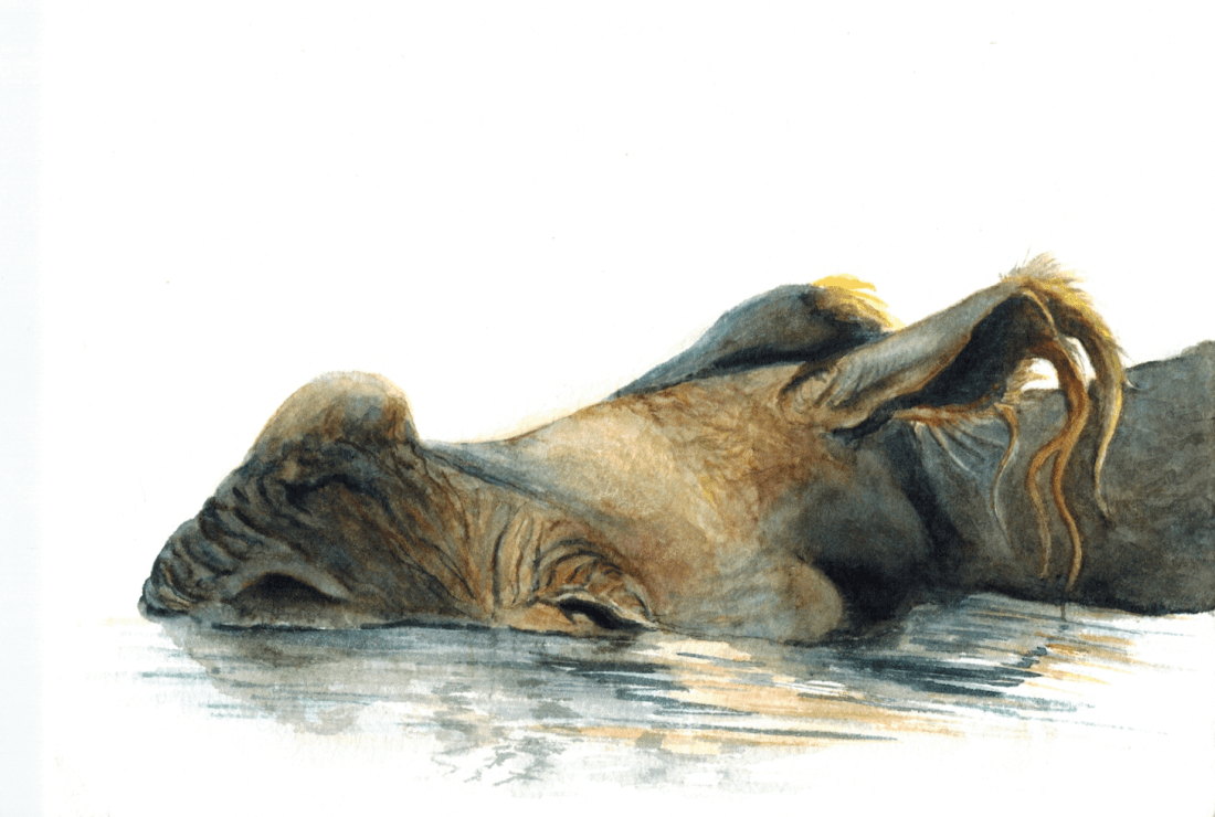 Bathing Beauty watercolor painting by Rachel Rasfeld